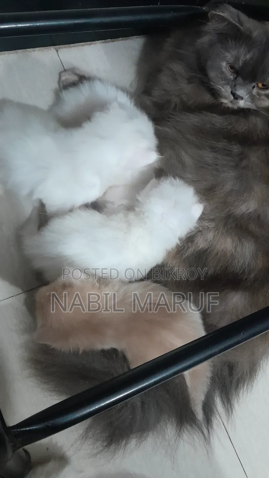 0-1 Month Female Purebred Persian