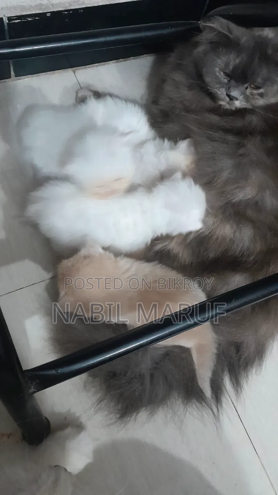 0-1 Month Female Purebred Persian