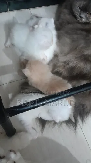 0-1 Month Female Purebred Persian