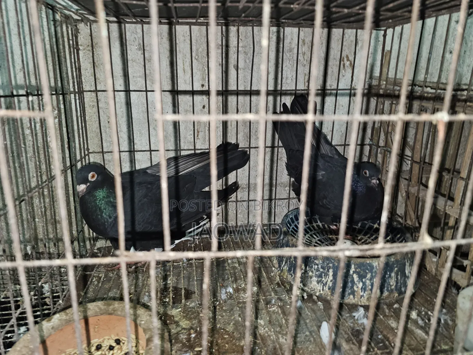 Black Huma Pigeon