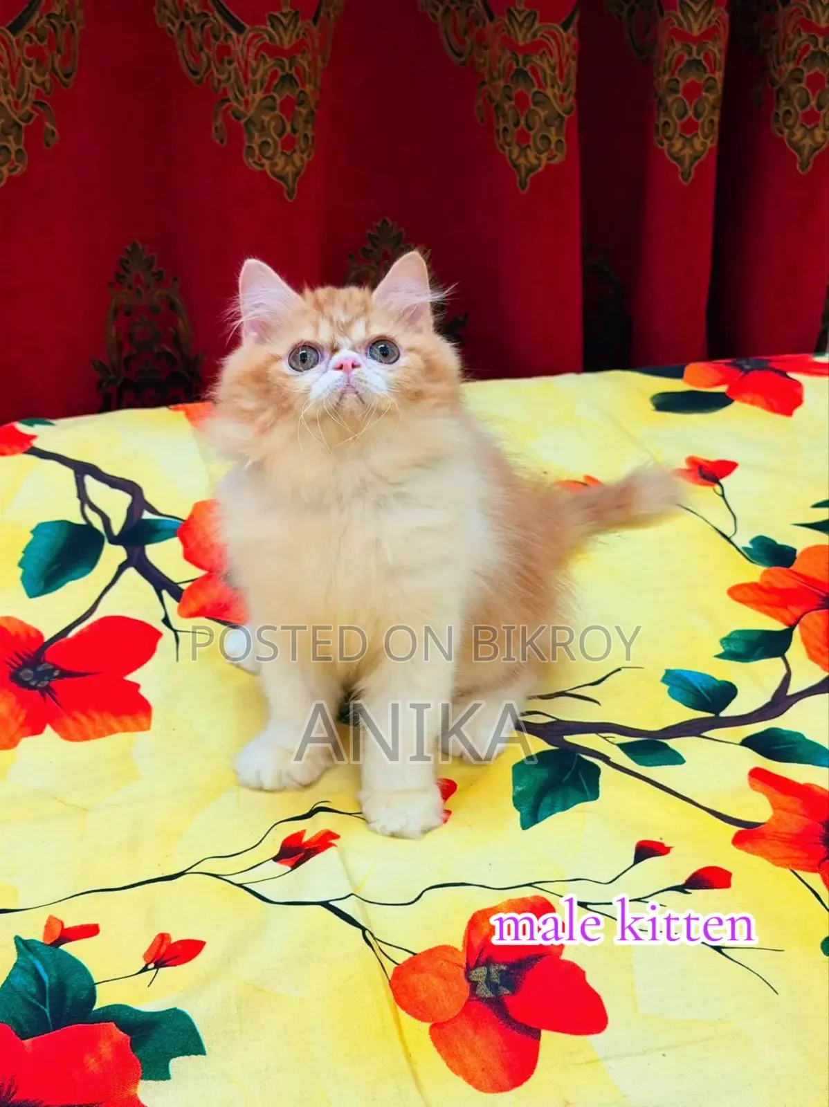 1-3 Months Male Purebred Exotic