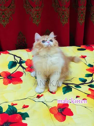 1-3 Months Male Purebred Exotic