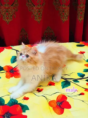 1-3 Months Male Purebred Exotic