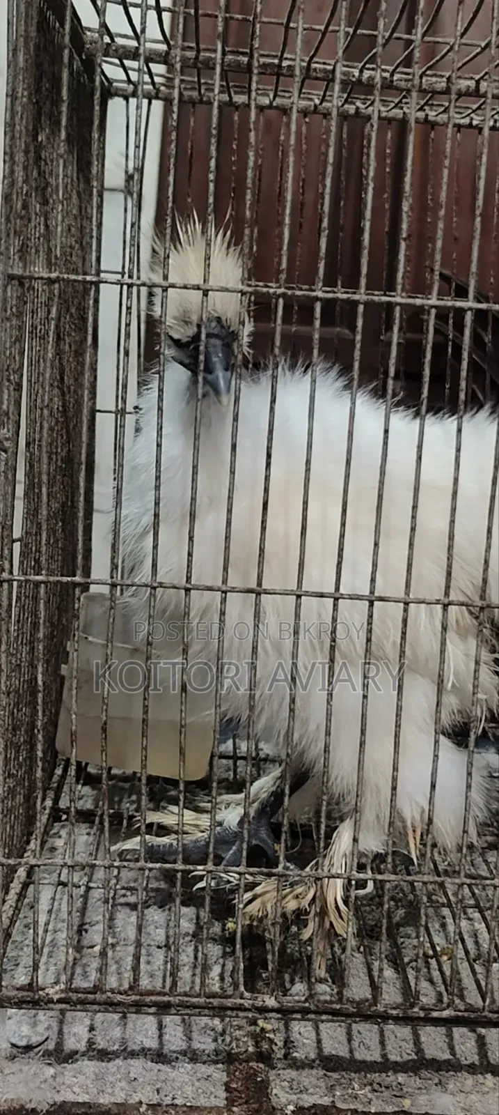 Naked Neck Silky Chicken