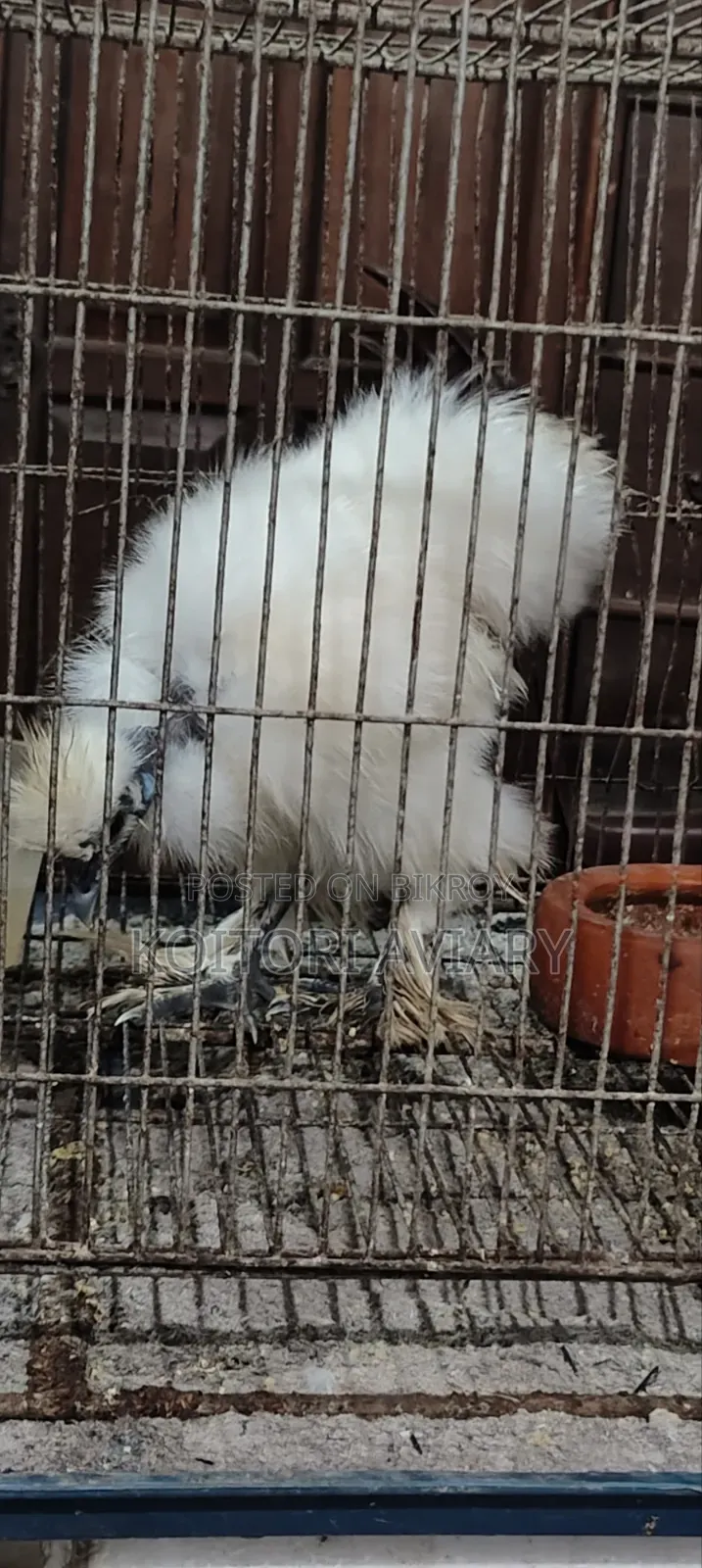 Naked Neck Silky Chicken