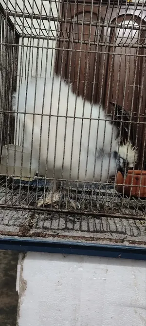 Naked Neck Silky Chicken