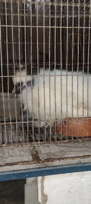 Naked Neck Silky Chicken