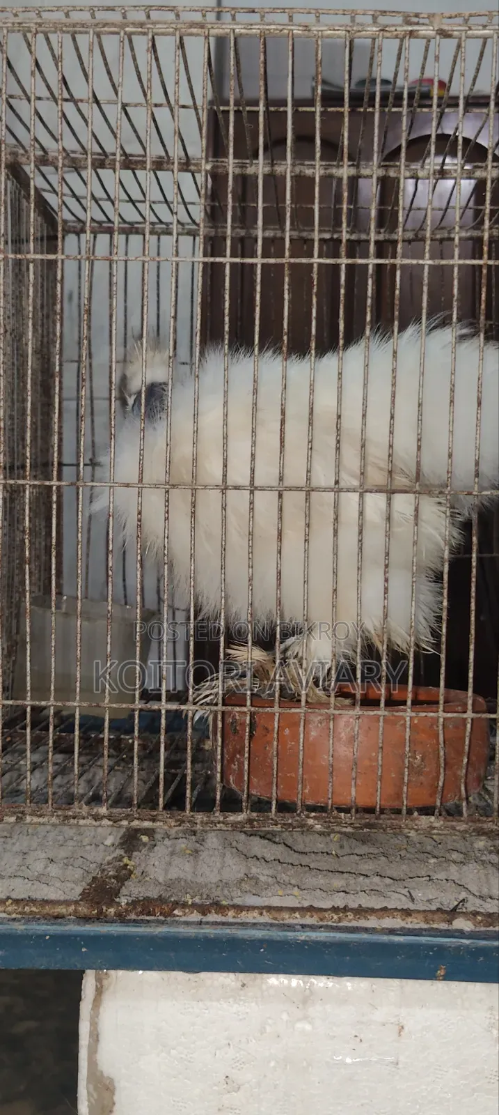 Naked Neck Silky Chicken