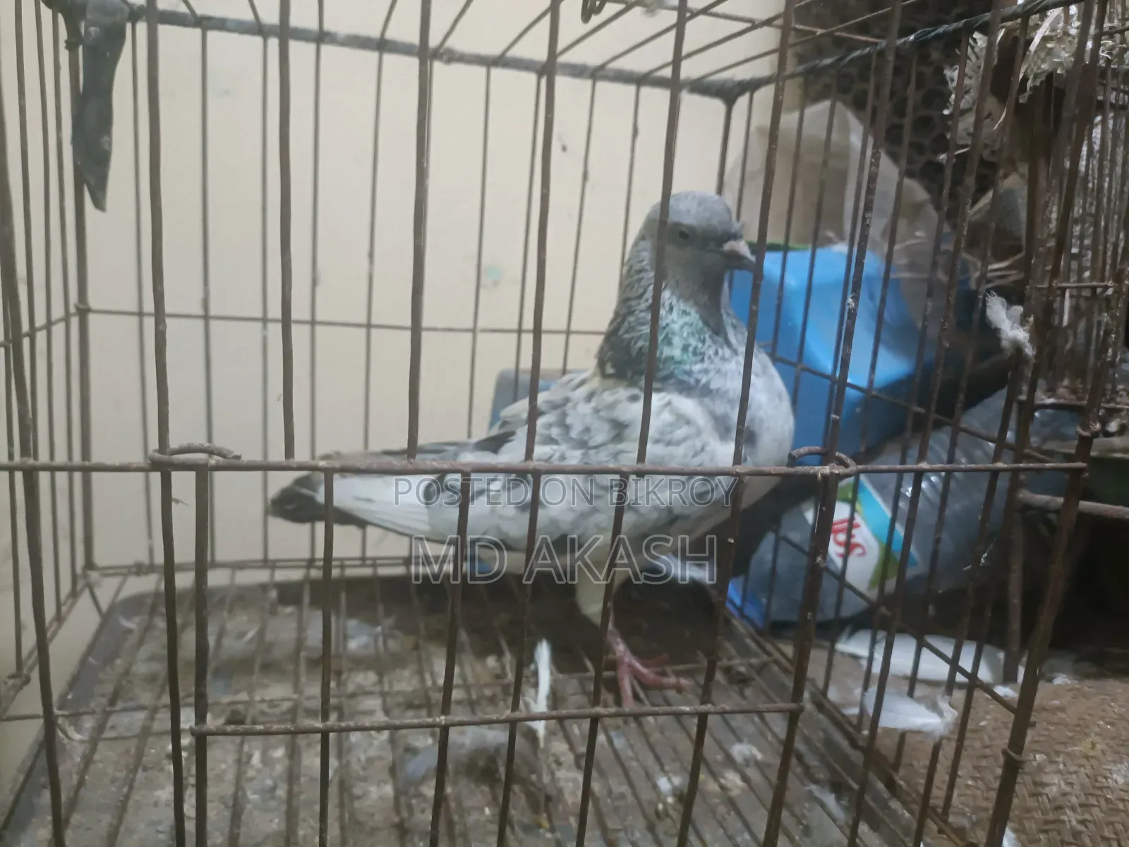 Silver Running Female