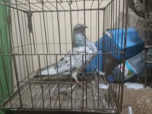 Silver Running Female