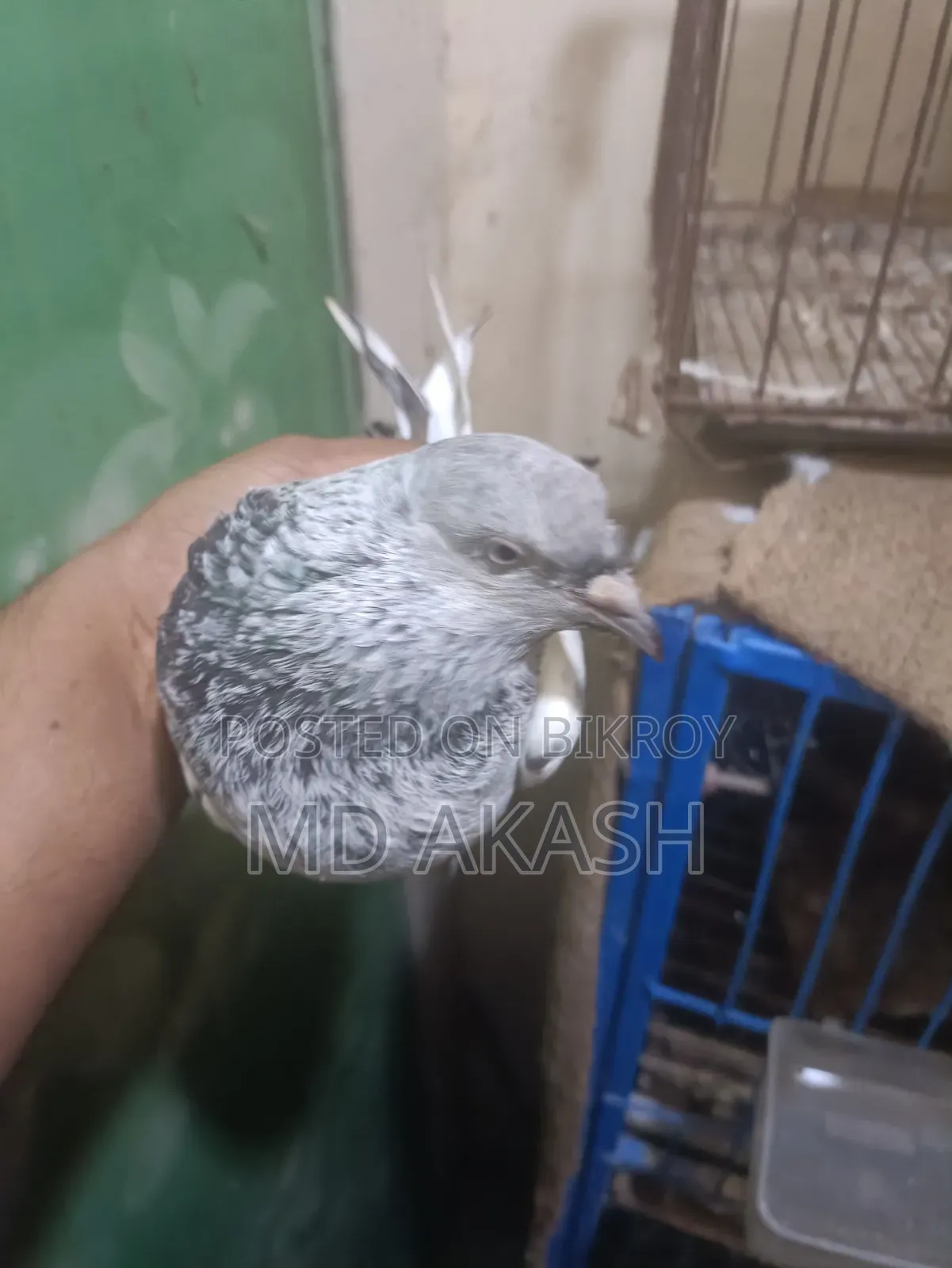Silver Running Female