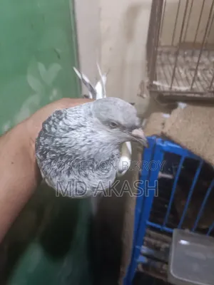 Silver Running Female