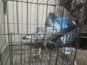 Silver Running Female