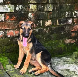 3-6 months Female Purebred German Shepherd