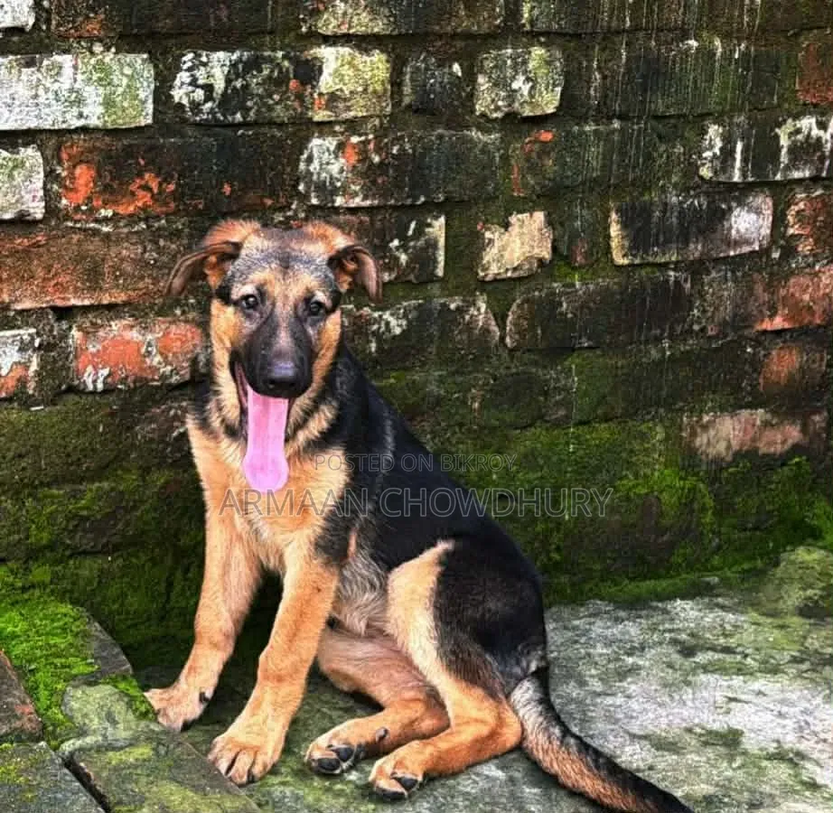 3-6 months Female Purebred German Shepherd