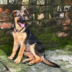3-6 months Female Purebred German Shepherd