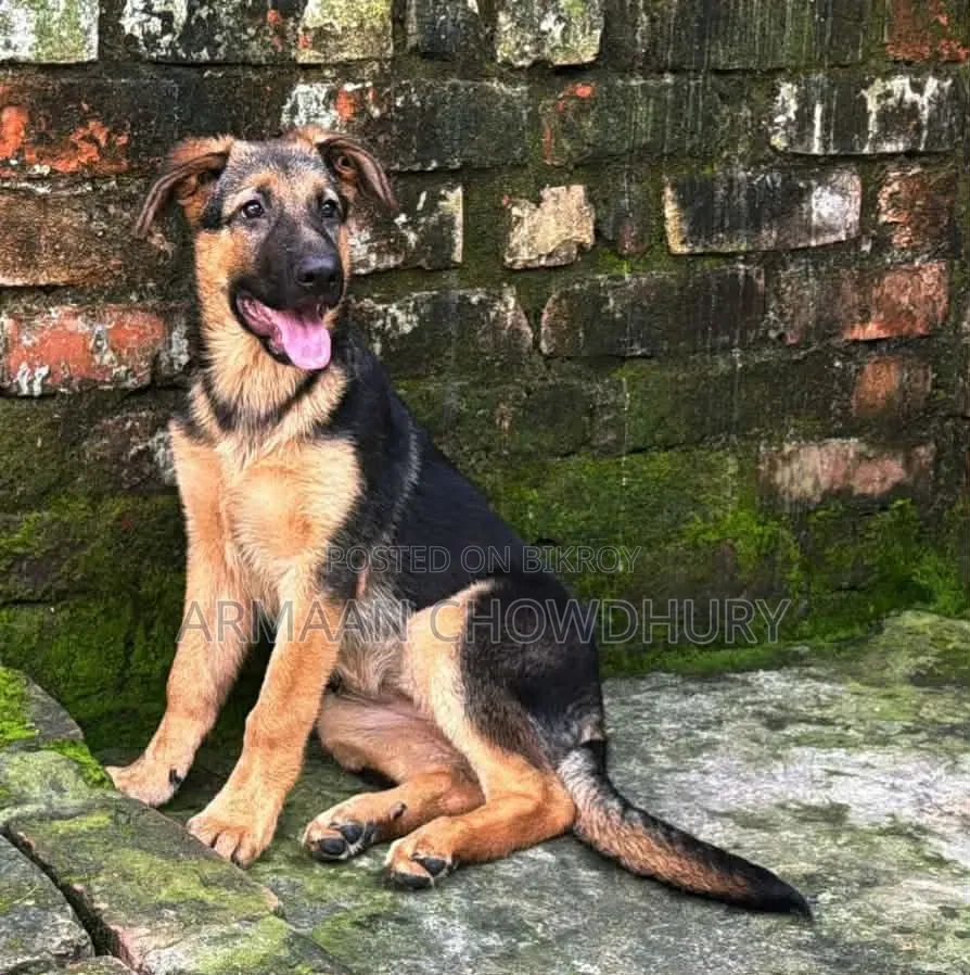 3-6 months Female Purebred German Shepherd