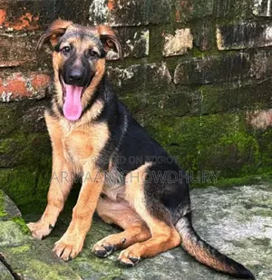 3-6 months Female Purebred German Shepherd