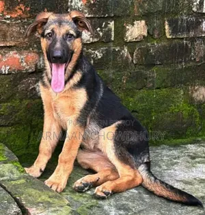 3-6 months Female Purebred German Shepherd