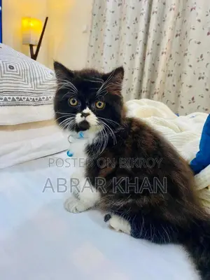 1-3 Months Male Purebred Persian