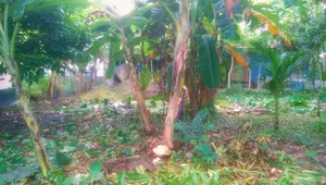 নিজস্ব ও সম্পুর্ন নিষ্কন্ঠক জমি বিক্রি