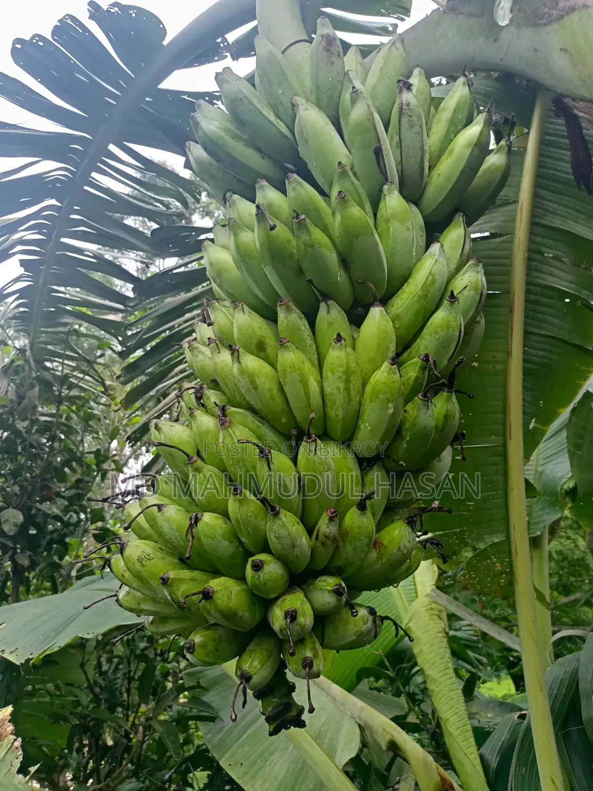 করবি কলা ছরি