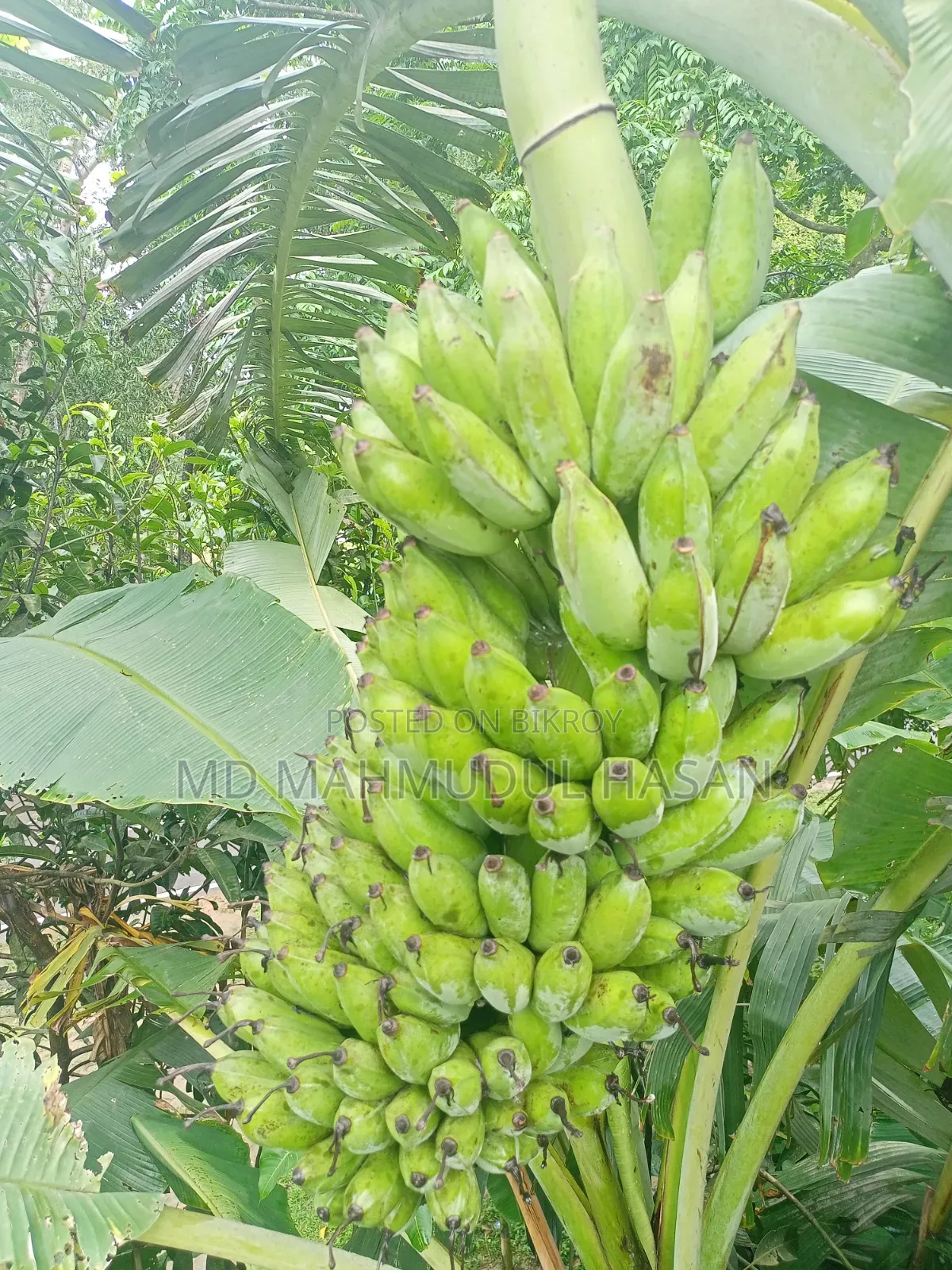 করবি কলা ছরি