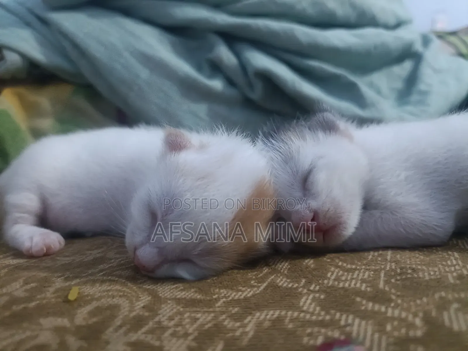 ০-১ মাস বয়সী পুরুষ মিশ্র জাতের বেঙ্গল বিড়াল