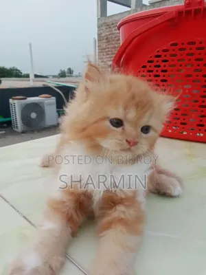 1-3 Months Male Purebred Persian