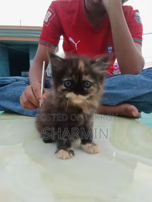 1-3 Months Male Purebred Persian