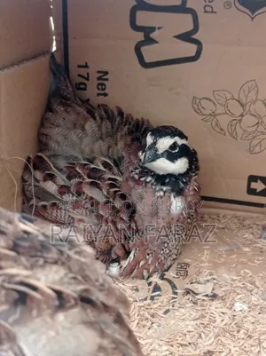 Northern Bob White Quail