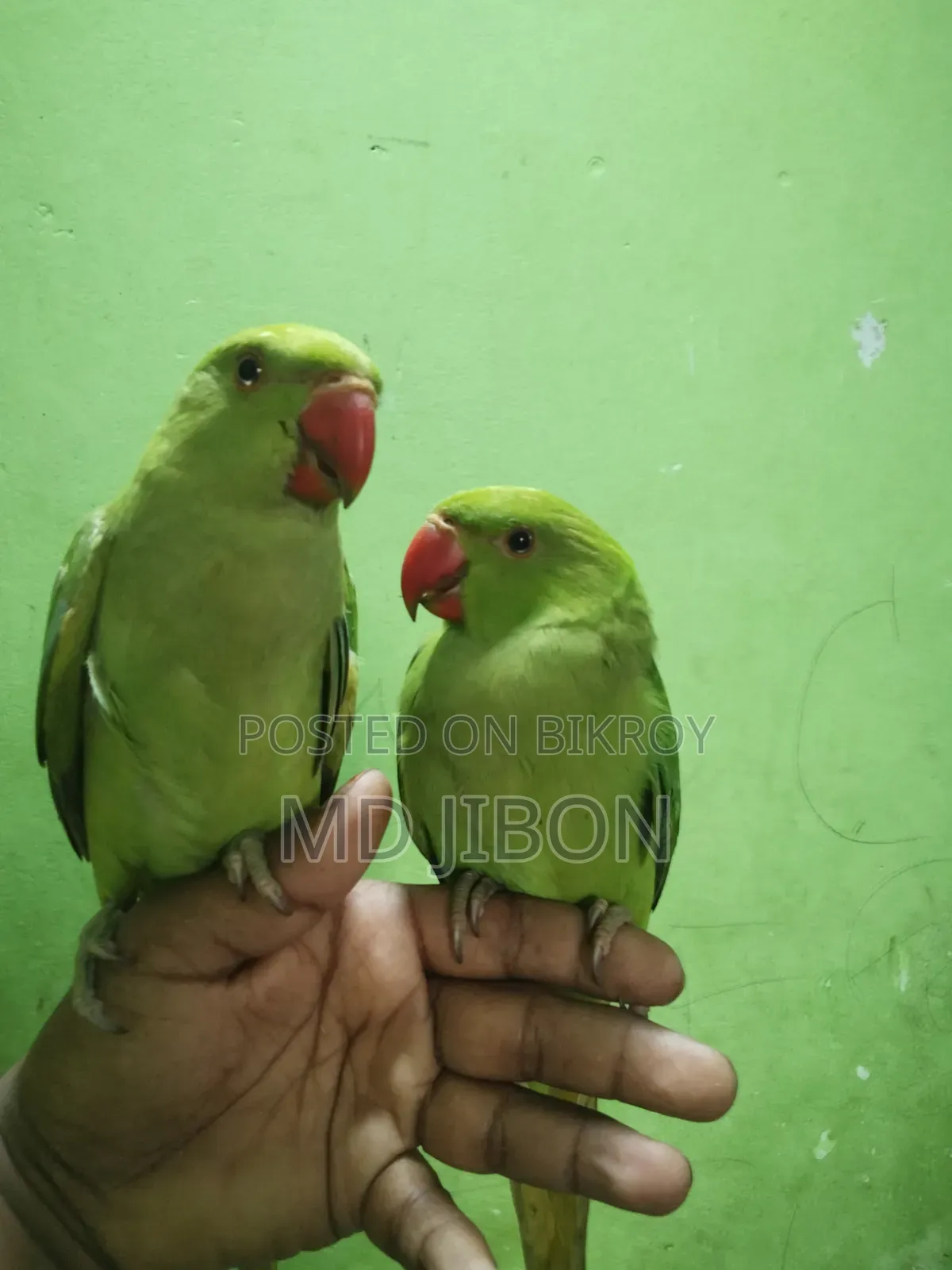 ইন্ডিয়ান রিংয়ের টিয়া পাখি