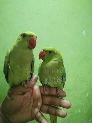 ইন্ডিয়ান রিংয়ের টিয়া পাখি