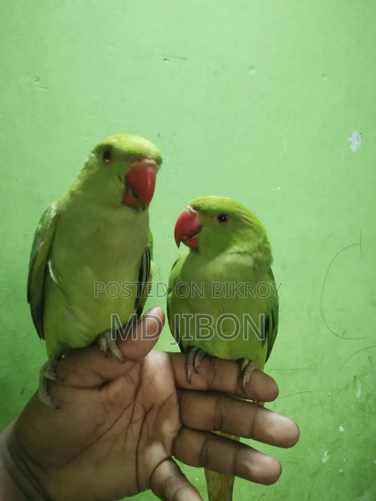 ইন্ডিয়ান রিংয়ের টিয়া পাখি