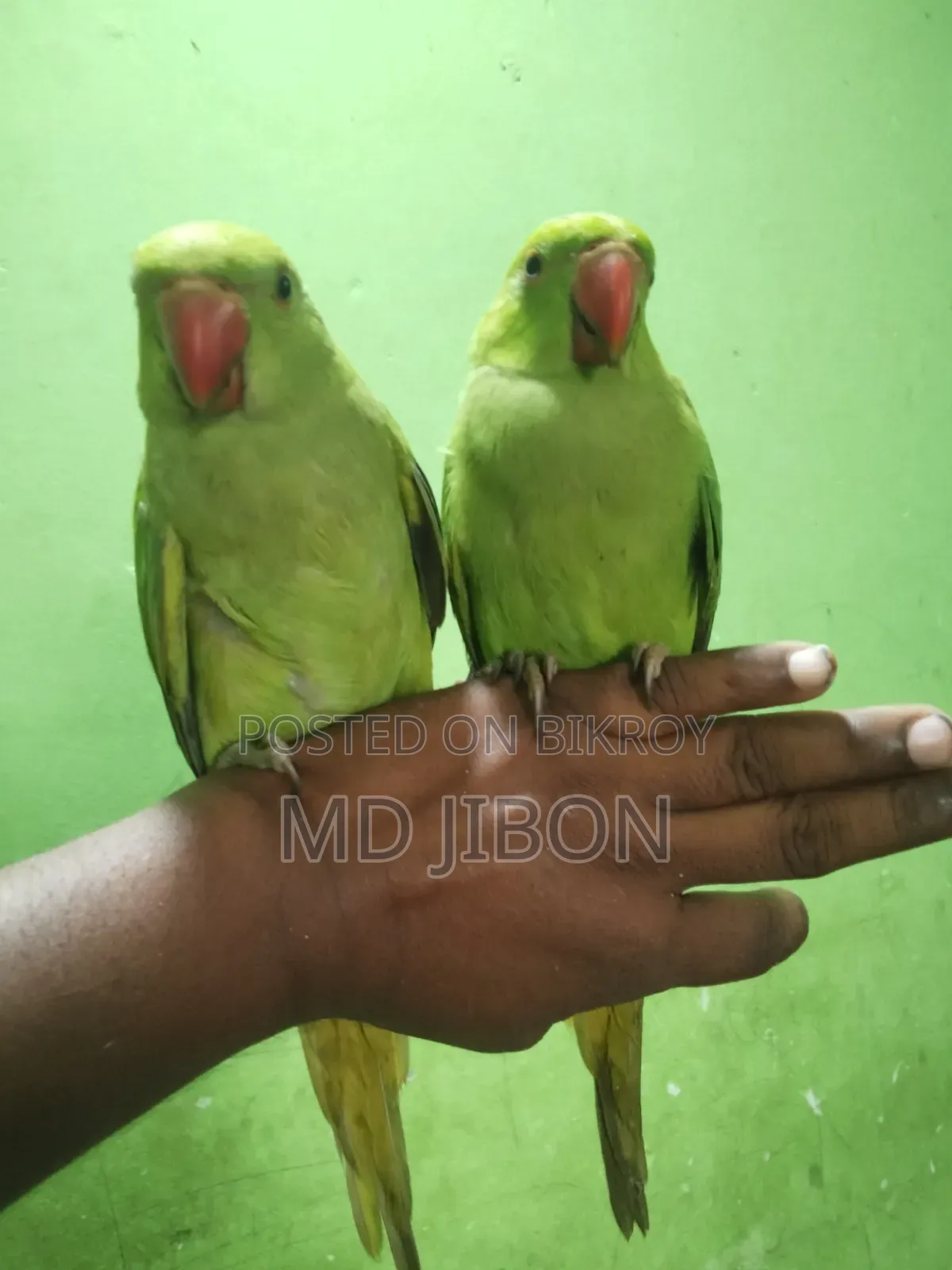 ইন্ডিয়ান রিংয়ের টিয়া পাখি