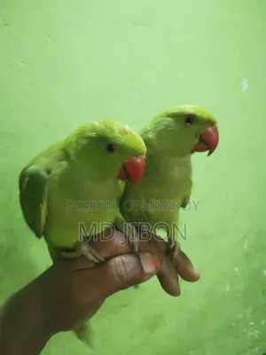 ইন্ডিয়ান রিংয়ের টিয়া পাখি