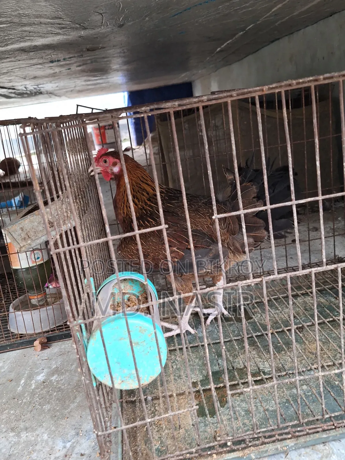 Deshi Raning Dim Para Murgi