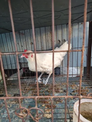 Deshi Raning Dim Para Murgi