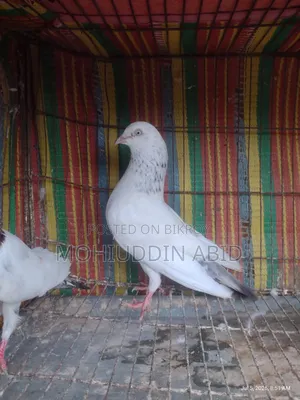 গলা'লাল নর কবুতর