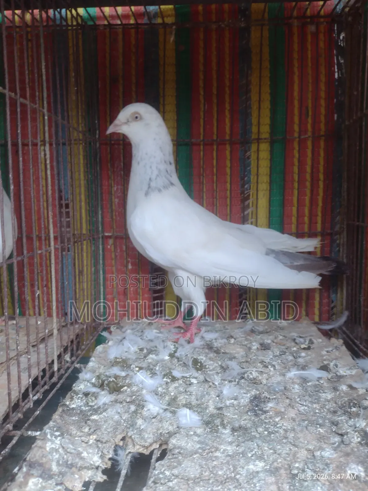 গলা'লাল নর কবুতর