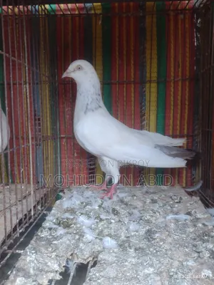 গলা'লাল নর কবুতর
