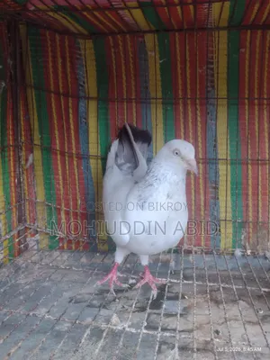 গলা'লাল নর কবুতর