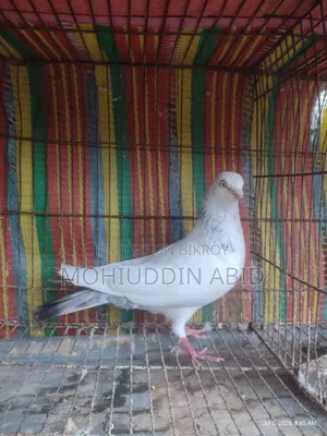 গলা'লাল নর কবুতর