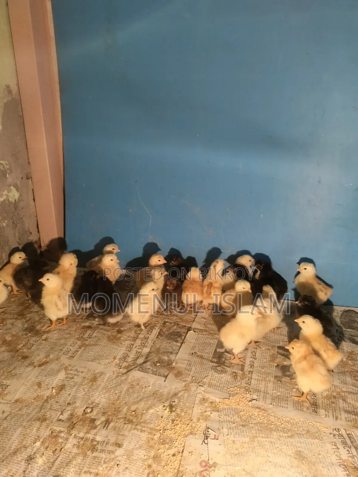 Color Bird Chicks