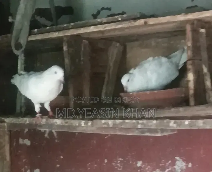 Kagoji Pigeon