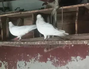Kagoji Pigeon