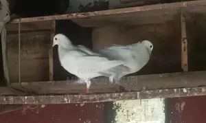 Kagoji Pigeon