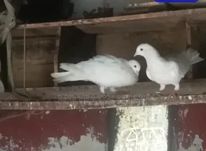 Kagoji Pigeon