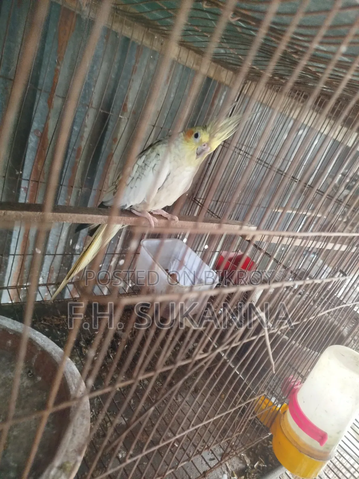 ককাটেল পাখি