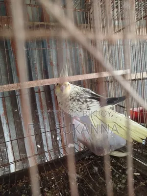 ককাটেল পাখি